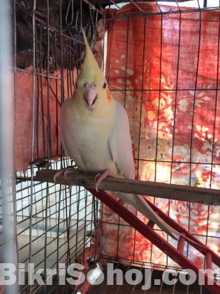 Lutino havy parl female